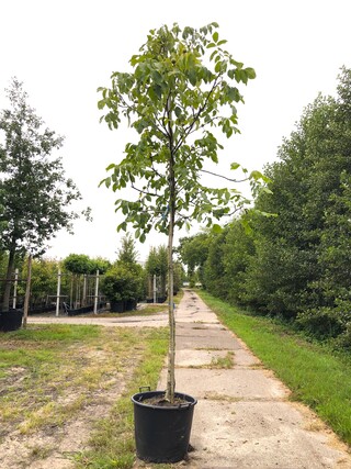 2x Walnotenboom Juglans regia, Vruchtboom, ca. 4 m hoog