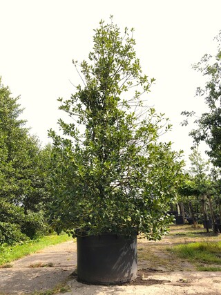 Hulst Ilex aquifolium, Solitair, Wintergroen, ca. 400 cm hoog