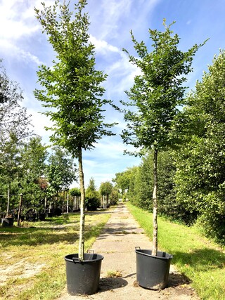 2x Haagbeuk Carpinus betulus, ca. 4 m hoog