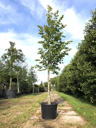 Koningslinde Tilia ‘Pallida’, ca. 5 m hoog