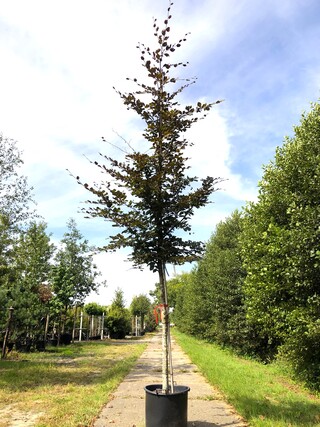2x Rode beuk Fagus ‘Atropunicea’, Roodbladig, ca. 4 m hoog