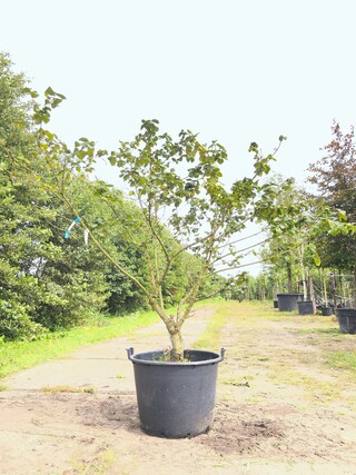 2x Sneeuwbal Viburnum carlcephalum, Meerstammig, Witte bloei, ca. 200