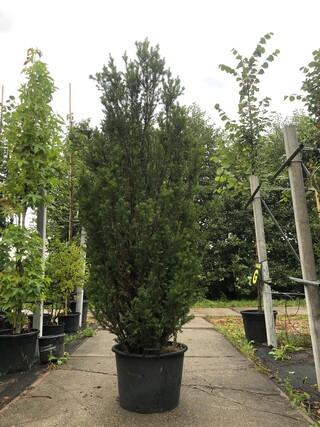 Venijnboom Taxus ‘Hicksii’, Zuilvorm, Wintergroen, ca. 225 cm hoog