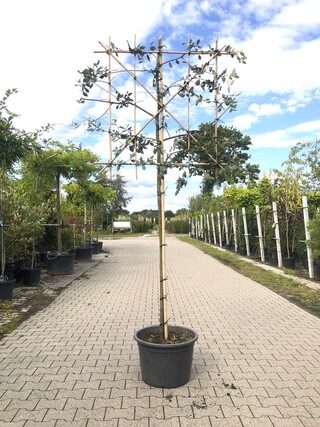 2x Steeneik Quercus ilex, Leiboom, Wintergroen, ca. 150 cm stamhoogte