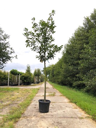 25x Laurierkers Prunus ‘Novita’, Leigeschikt, Wintergroen, ca. 3 m hoo