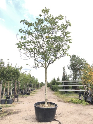 Walnotenboom Juglans regia, Vruchtboom, ca. 5 m hoog