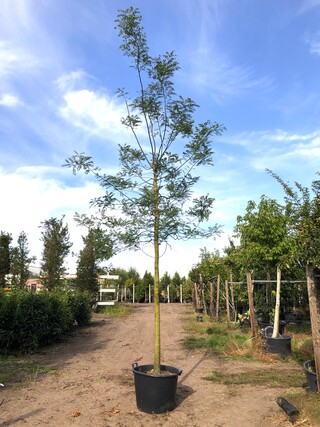 2x Honingboom Sophora japonica, Witte bloei, ca. 6 m hoog