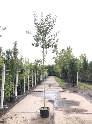 2x Olijfwilg Eleagnus multiflora, Loofboom, Semi wintergroen, ca. 3 m