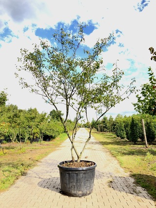 3x Krentenboompje Amelanchier lamarckii, Meerstammig, Witte bloesem, c