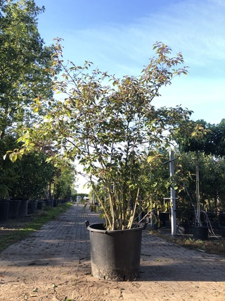 Schoonvrucht Callicarpa ‘Profusion’, Meerstammig, Paarse bloei, ca. 25