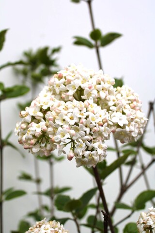 Sneeuwbal Viburnum carlcephalum, Meerstammig, Witte bloei, ca. 250 cm