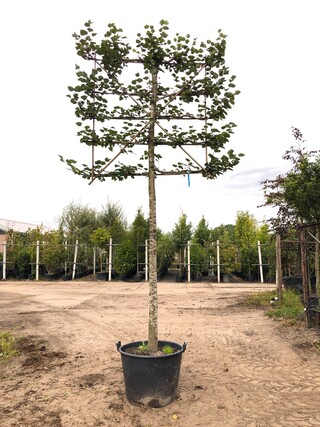 4x Winterlinde Tilia cordata, Leiboom, ca. 200 cm stamhoogte