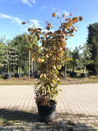 2x Rode hazelaar Corylus ‘Purpurea’, Sierheester, Roodbladig, ca. 225