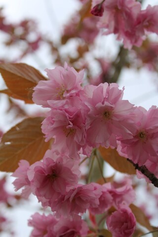 Japanse sierkers Prunus ‘Kanzan’, Meerstammig, Dieproze bloei, ca. 300