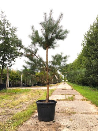 3x Grove den Pinus sylvestris, Naaldboom, Wintergroen, ca. 2 m hoog