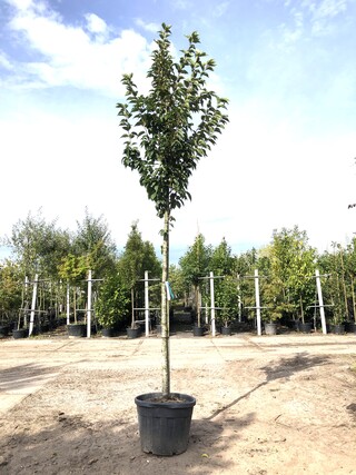3x Sierkers Prunus ‘Spire’, Bloesemboom, Lichtroze bloei, ca. 4 m hoog