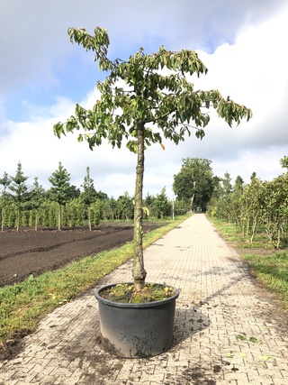 Kersenboom Prunus ‘Kordia’, Hoogstam, Dieprode kersen, ca. 3 m hoog