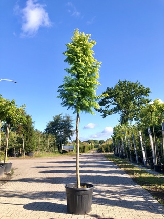 Moerascipres Metasequoia ‘Amber Glow’, Naaldboom, Lichtgroene naalden,