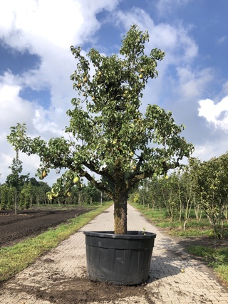 2x Perenboom Pyrus ‘Conference’, Karakterboom, Vruchtdragend, ca. 3 m
