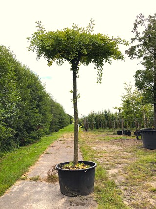2x Japanse notenboom Ginkgo biloba, Dakboom, Gele herfstkleur, ca. 250