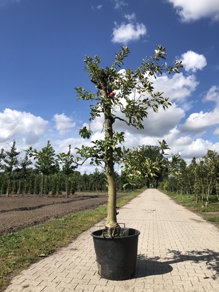 3x Appelboom Malus ‘Elstar’, Fruitgaardboom, Vruchtdragend, ca. 200 cm
