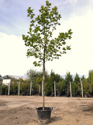 3x Plataan Platanus hispanica, ca. 4 m hoog