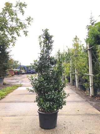25x Hulst Ilex ‘Blue Prince’, Haagplant, Wintergroen, ca. 100-150 cm h