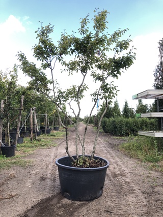 4x Krentenboompje Amelanchier lamarckii, Meerstammig, Witte bloesem, c