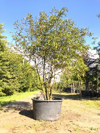 Sneeuwbal Viburnum ‘Pragense’, Meerstammig, Wintergroen, ca. 250 cm