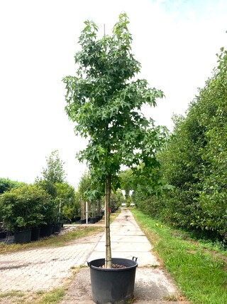 3x Amberboom Liquidambar styraciflua, Herfstverkleuring, ca. 4 m hoog