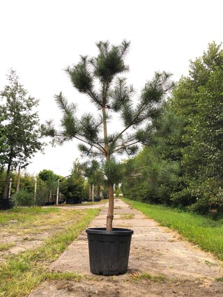 3x Grove den Pinus sylvestris, Naaldboom, Wintergroen, ca. 2 m hoog