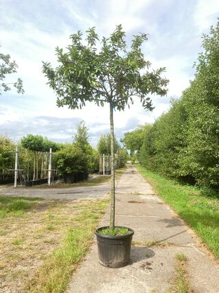 2x Laurierkers Prunus laurocerasus, Dakgeschikt, Wintergroen, ca. 220