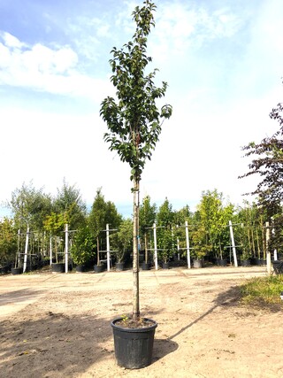 Sierkers Prunus ‘Spire’, Bloesemboom, Lichtroze bloei, ca. 4 m hoog