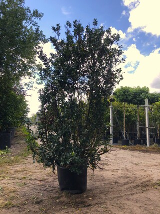 2x Hulst Ilex ‘Blue Prince’, Solitair, Wintergroen, ca. 250 cm hoog
