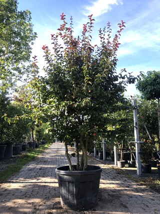 Perzisch ijzerhout Parrotia ‘Persian Spire’, Meerstammig, Rode herfstk
