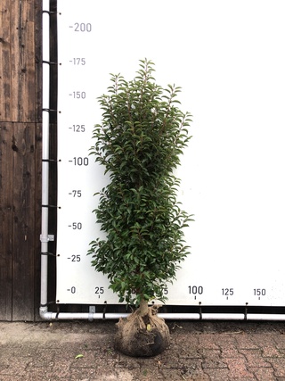 60x Portugese laurier Prunus ‘Angustifolia’, Haagplant, Wintergroen, c