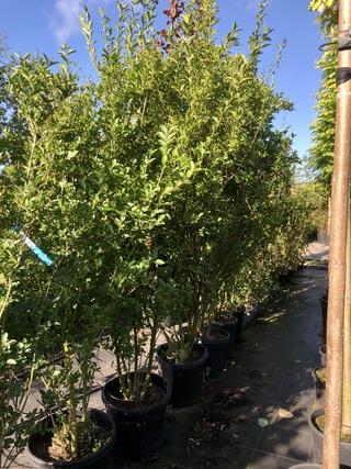 8x Liguster Ligustrum ovalifolium, Haagplant, ca. 200-250 cm hoog
