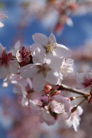 Sierkers Prunus ‘Spire’, Bloesemboom, Lichtroze bloei, ca. 4 m hoog