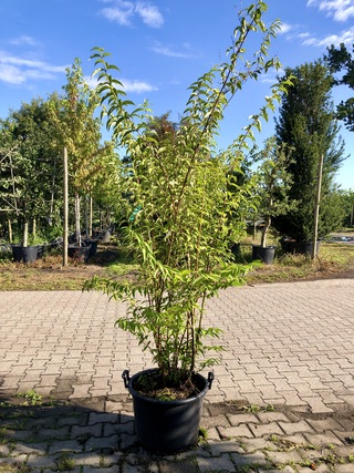 3x Bruidsbloem Deutzia ‘Plena’, Sierheester, Witroze bloei, ca. 175 cm