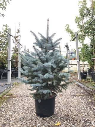 5x Blauwspar Picea ‘Super Blue’, Naaldboom, Wintergroen, ca. 100 cm ho