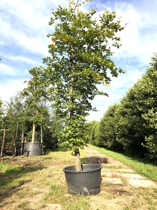 Beuk Fagus sylvatica, ca. 4 m hoog