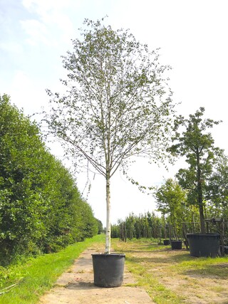 Himalayaberk Betula ‘Doorenbos’, Witte stam, ca. 7 m hoog