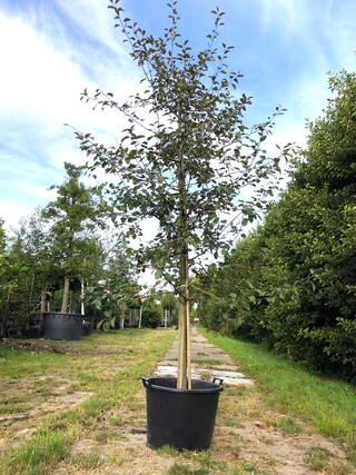3x Sierappel Malus ‘Royalty’, Bloesemboom, Dieprode sierappels, ca. 3