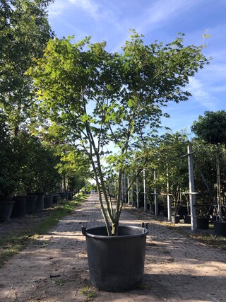 Japanse esdoorn Acer palmatum, Meerstammig, Rode herfstkleur, ca. 250