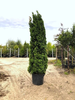 2x Koningsconifeer Thuja ‘Smaragd’, Solitair, Wintergroen, ca. 275 cm