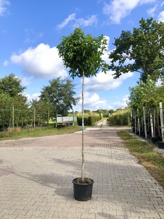 6x Amberboom Liquidambar ‘Gum Ball’, Bolboom, Herfstverkleuring, ca. 1