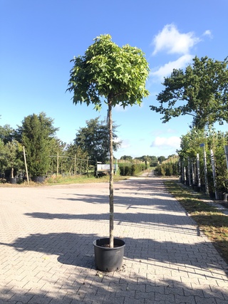 3x Amberboom Liquidambar ‘Gum Ball’, Bolboom, Herfstverkleuring, ca. 2