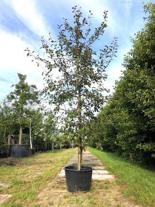 2x Sierappel Malus ‘Royalty’, Bloesemboom, Dieprode sierappels, ca. 3