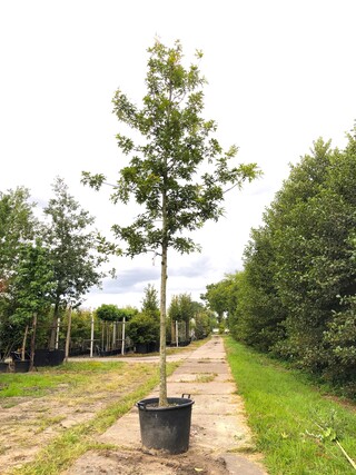 Moeraseik Quercus ‘Helmonds Red Globe’, Roodoranje herfstkleur, ca. 5
