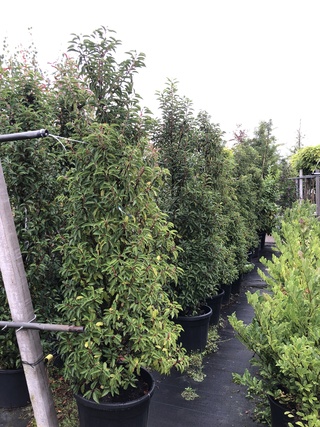 10x Portugese laurier Prunus ‘Angustifolia’, Haagplant, Wintergroen, c